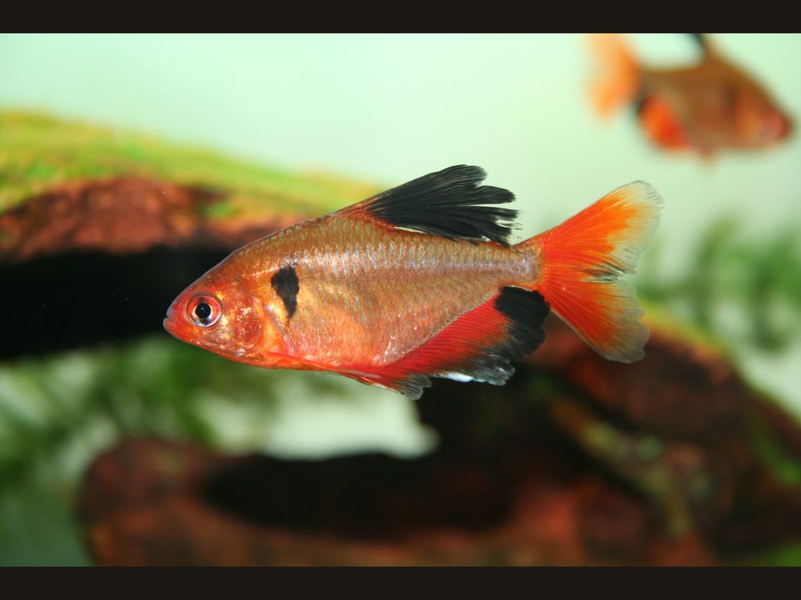 Blutsalmler (Hyphessobrycon eques), ziegelrot, schwarzes Komma hinter dem Kiemendeckel, dunkle Rückenflosse