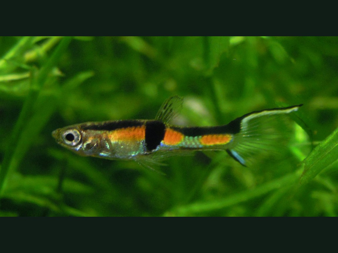 Endler-Männchen (Poecilia wingei), Campoma, Foto im bepflanzten Becken