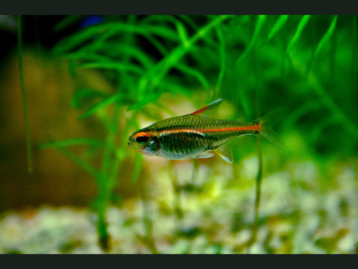 Glühlichtsalmler (Hemigrammus erythrozonus), oranger Leuchtstreifen durchs Auge bis zum Schwanz