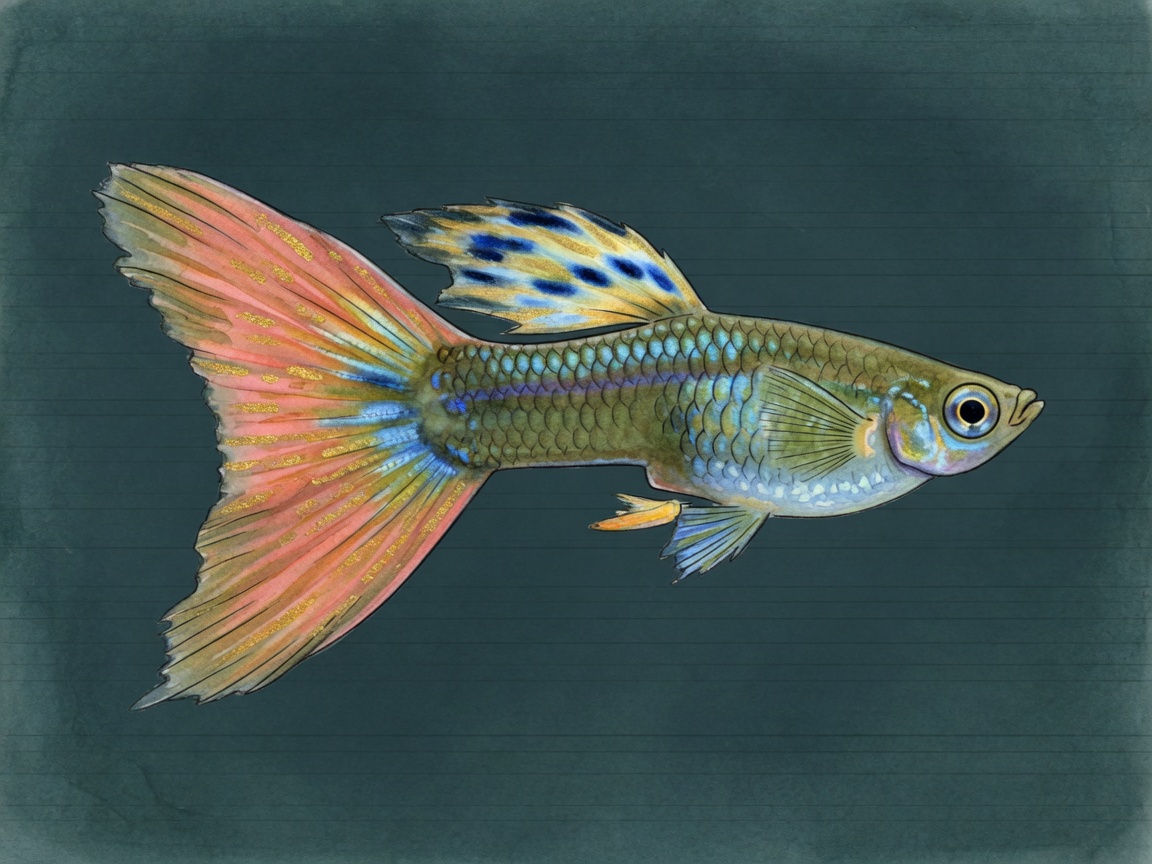 Guppy