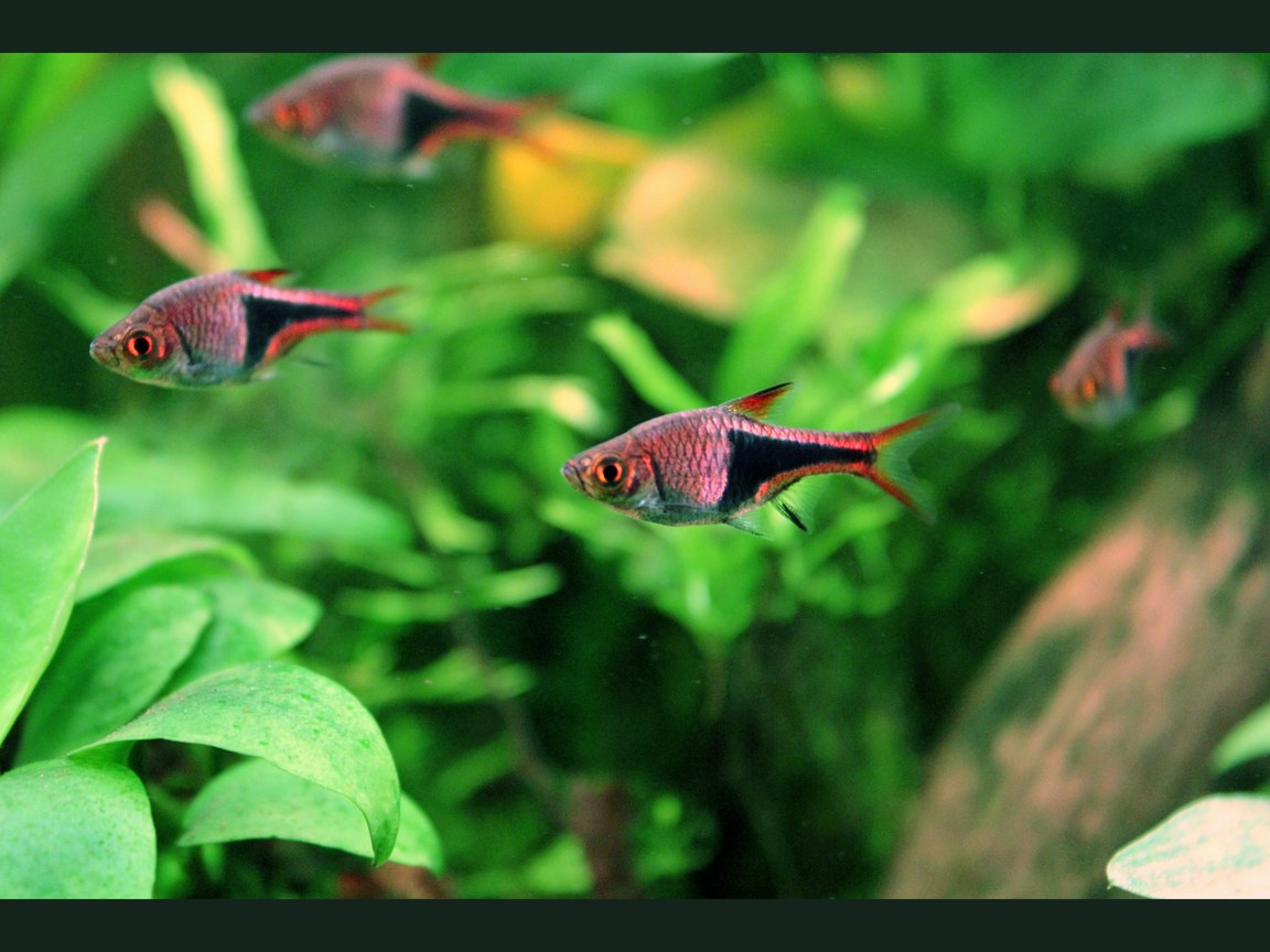 Keilfleckbarben (Trigonostigma heteromorpha) mit schwarzem Keil, Foto im bepflanzten Becken