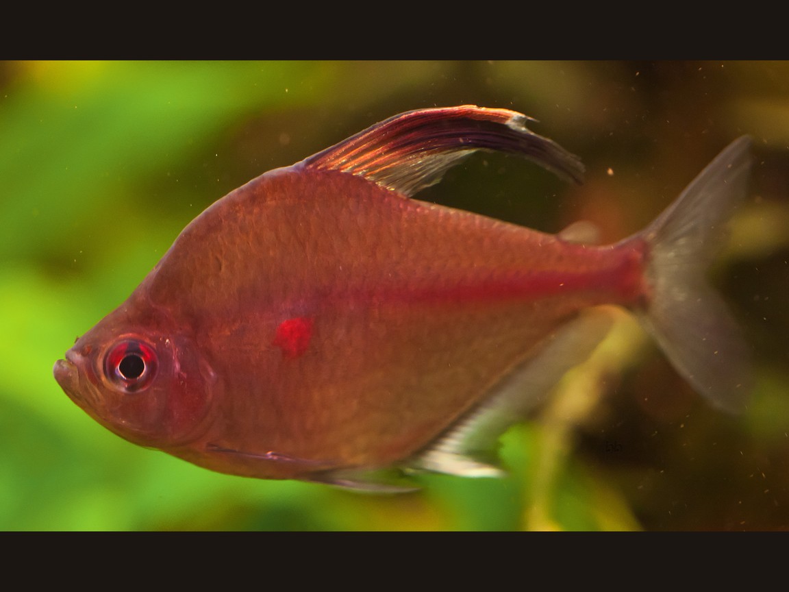 Kirschflecksalmler (Hyphessobrycon erythrostigma), roter Fleck hinter dem Kiemendeckel, sichelförmige Rückenflosse