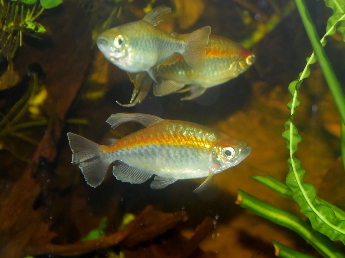 Kongosalmler (Phenacogrammus interruptus), Männchen mit irisierendem Körper und langen, gefransten Flossen