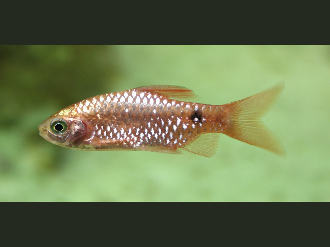 Prachtbarbe (Pethia conchonius), kupferrosa, schwarzer Punkt am Schwanzstiel