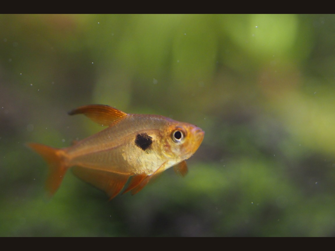 Roter Phantomsalmler (Hyphessobrycon sweglesi), rosa-rot, dunkler Schulterfleck, dunkle Rückenflosse