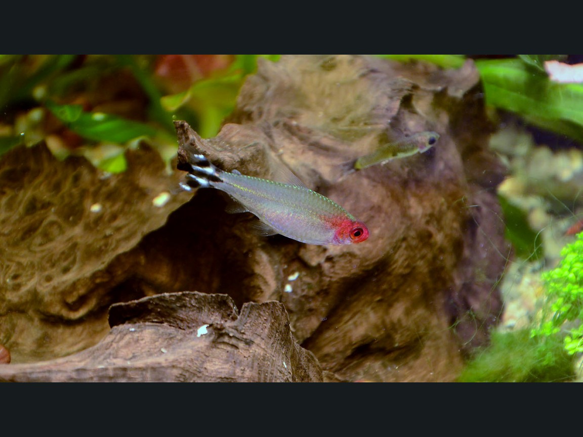 Rotmaulsalmler (Hemigrammus rhodostomus), rote Schnauze, schwarz-weiß gestreifter Schwanz