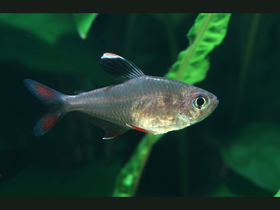 Schmucksalmler (Hyphessobrycon bentosi), hohe Rückenflosse mit weißer Spitze, rosa Flanken