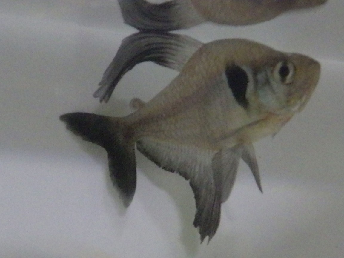 Schwarzer Phantomsalmler (Hyphessobrycon megalopterus), Männchen mit schwarzen Segelflossen und dunklem Schulterfleck
