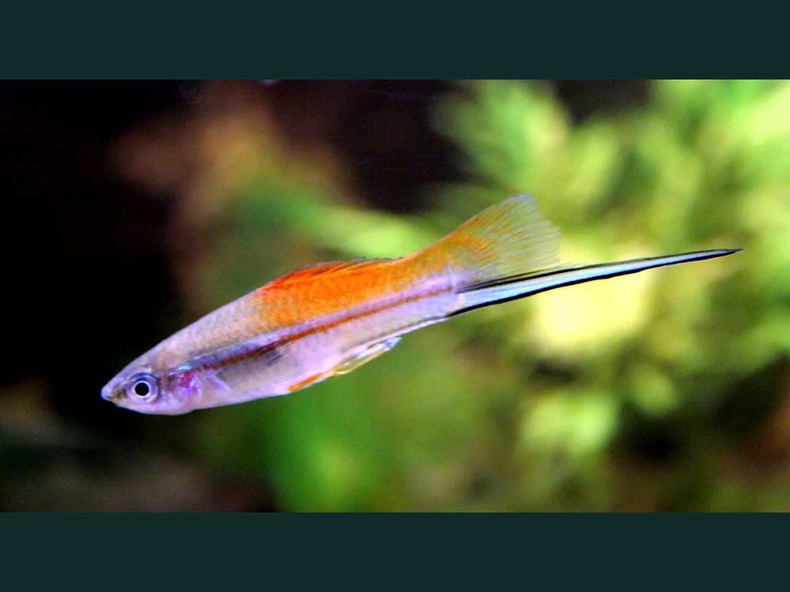 Schwertträger-Männchen (Xiphophorus hellerii) mit Schwert, Foto im bepflanzten Becken
