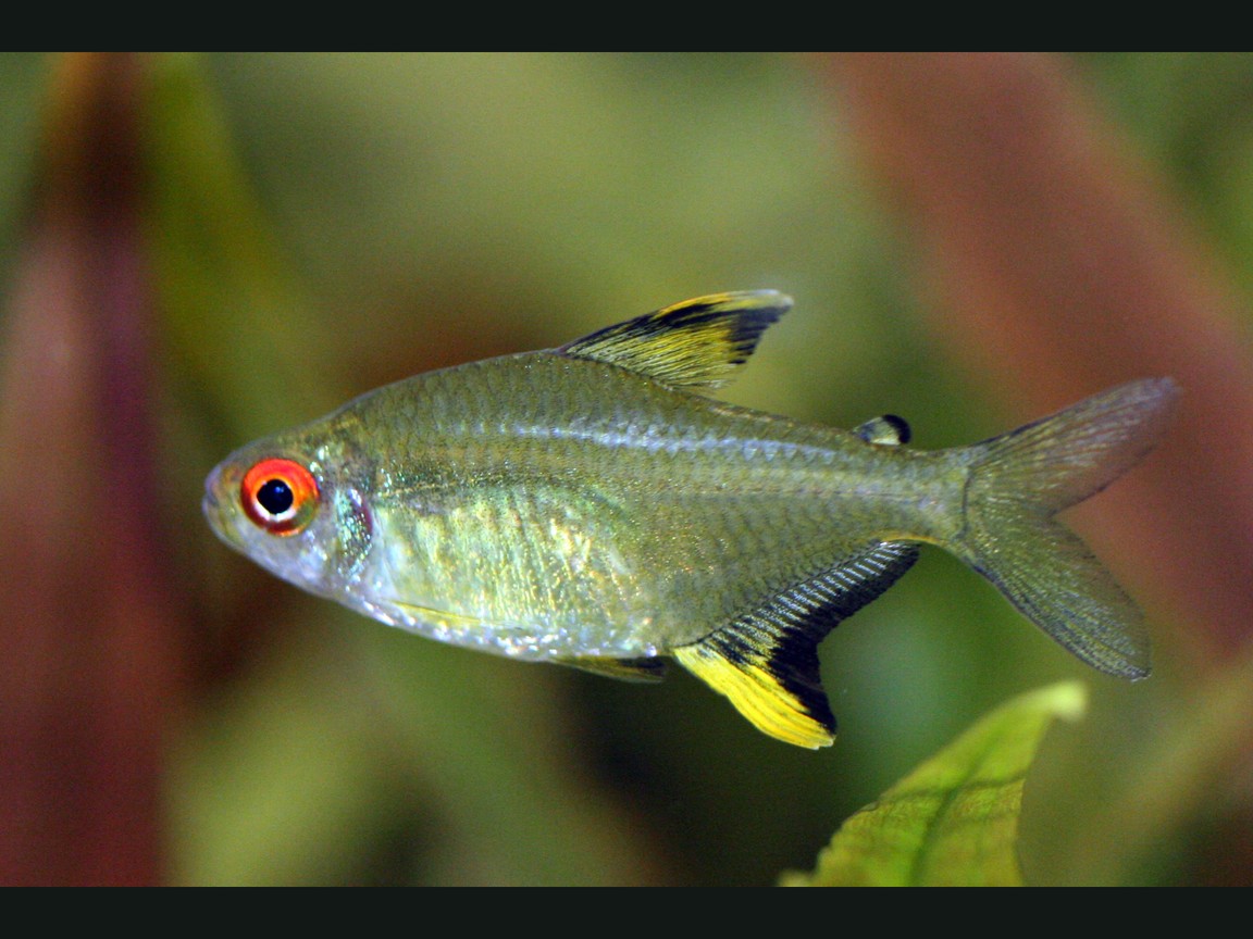Zitronensalmler (Hyphessobrycon pulchripinnis), grüngelber Körper, Afterflosse gelb mit schwarzem Saum, oberes Auge orange